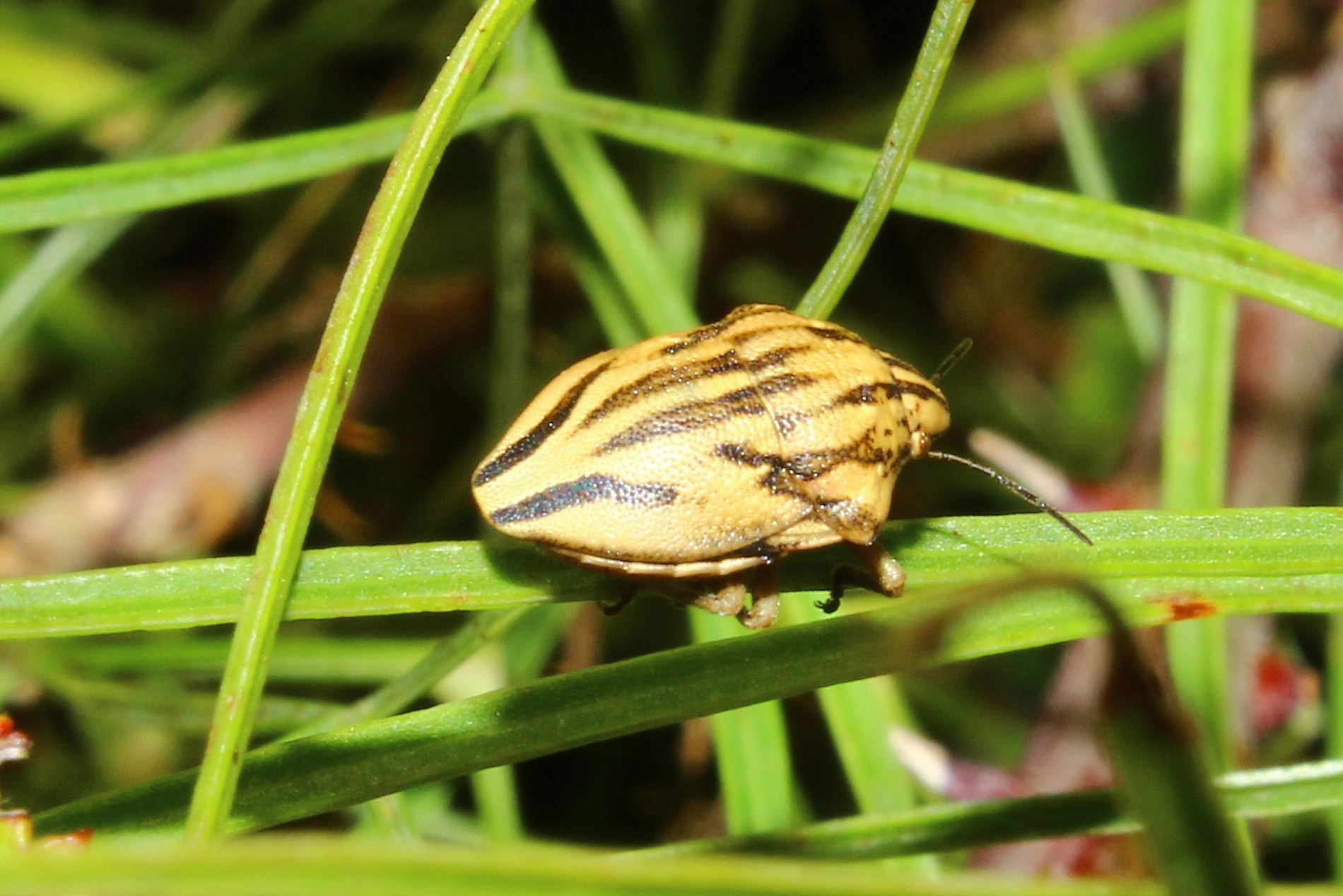 Scutelleridae da determinare ?